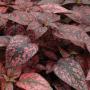 Seminte profesionale  Hypoestes phyllostachya - imagine 49387